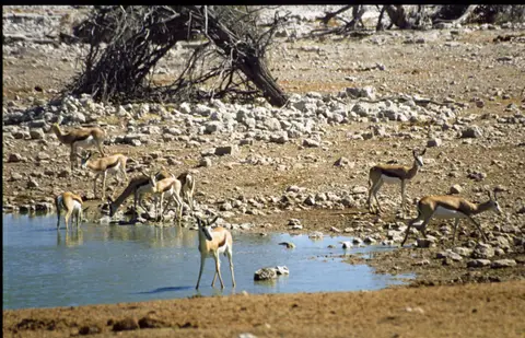 Namibia6089.jpg