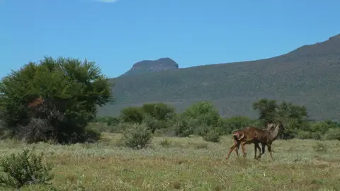 Südafrika513b.jpg