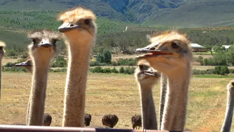 Südafrika638.jpg