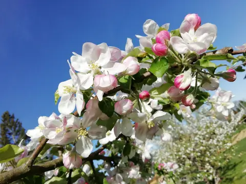 Apfelblüte.jpg
