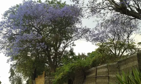 BT-Jacaranda.jpg