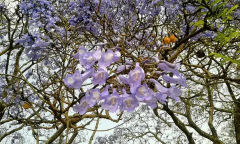 BT-Jacaranda2.jpg