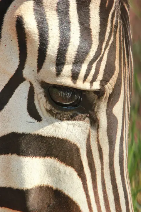 Kuti-Frühstück-Zebra2.jpg