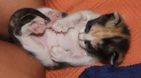 Moyo-Kitten2.jpg