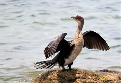SUnga-Kormoran5.jpg