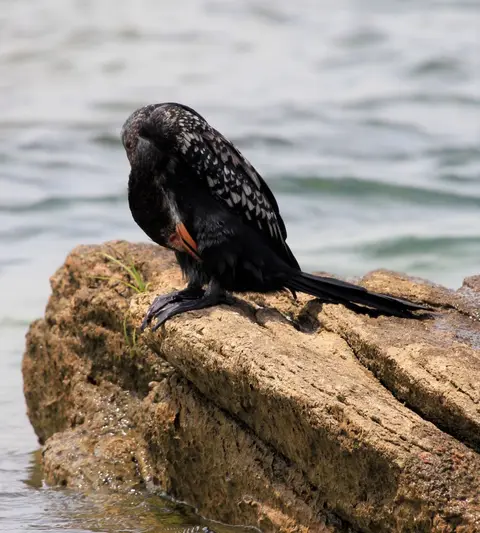 Sunga-Kormoran4.jpg