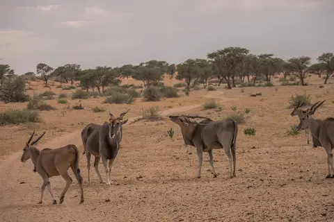 k-Namibia2019(25).jpg