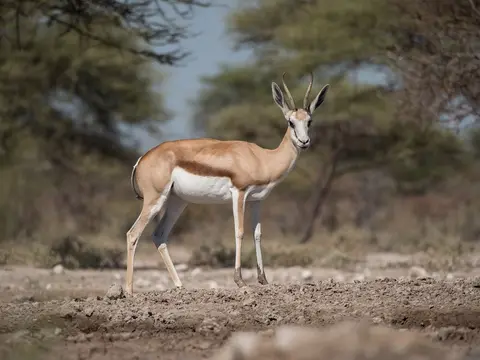 k-Namibia2019(361).jpg