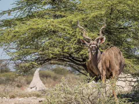 k-Namibia2019(369).jpg