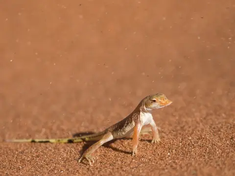 k-Namibia2019(55).jpg