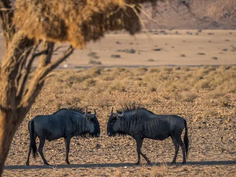 k-Namibia2019(93).jpg