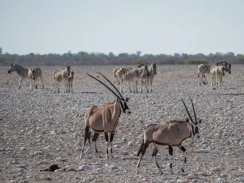 k-NamibiaimFrühjahr2019(479).jpg