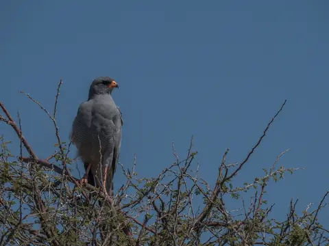 k-NamibiaimFrühjahr2019(490).jpg