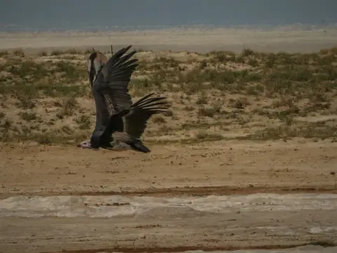 k-NamibiaimFrühjahr2019(494).jpg