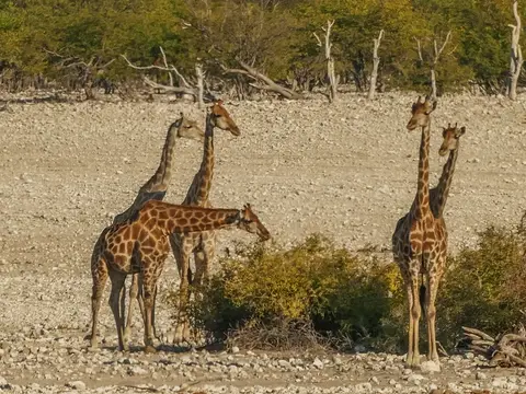 k-NamibiaimFrühjahr2019(502).jpg