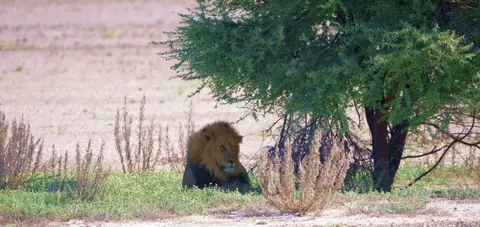 lion.jpg