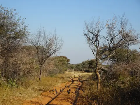 30.1Guineafowls.JPG