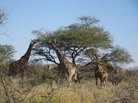 49Giraffen.JPG