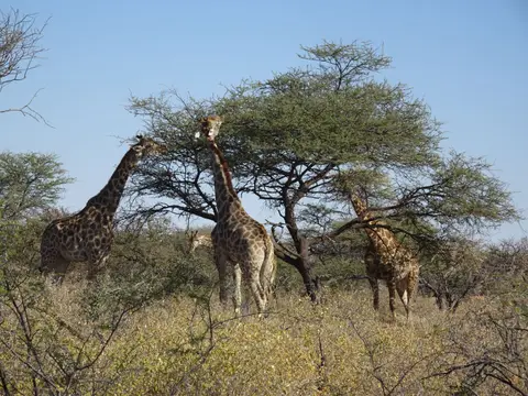 50Giraffen.JPG