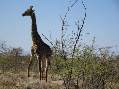 52Giraffe.JPG