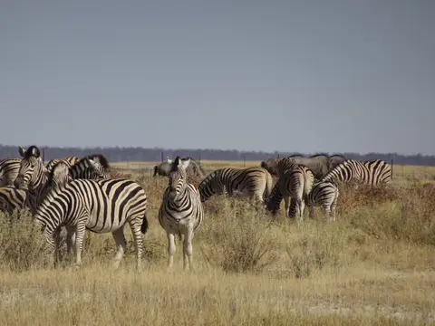 53Zebras.JPG
