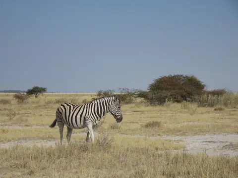 54Zebra.JPG