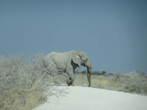 63Elefant.JPG