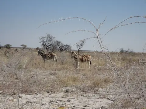 68Zebras.JPG