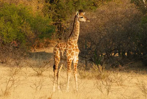 GiraffeimBushwaPrivatGameReserv-2.jpg