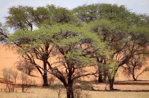 AbschiedKalahari.jpg
