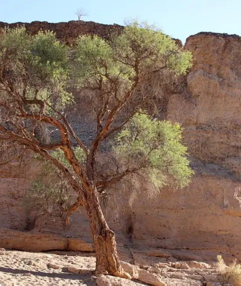 Canyonbaumgrün.jpg