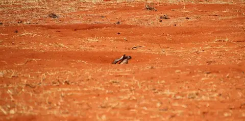 Erdhörnchen.jpg
