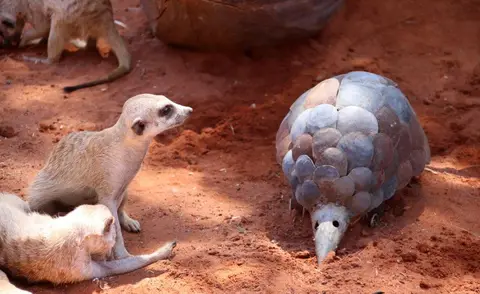 Erdmännchen2.jpg