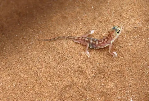 Gecko.jpg