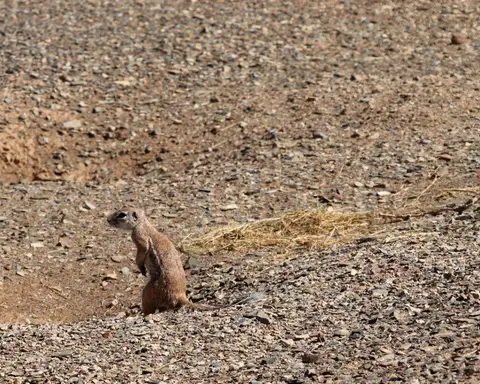 KeetmanshopErdhörnchen.jpg