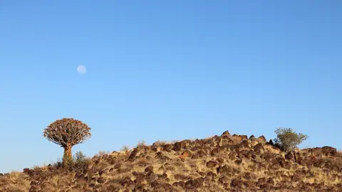 Queevertree1.jpg