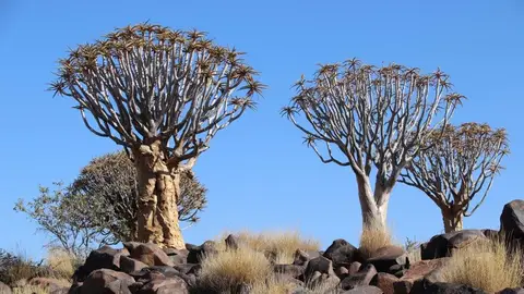 Queevertree3.jpg