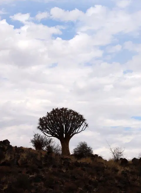 Quivertree.jpg