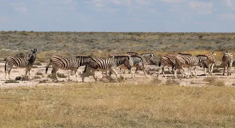 Zebras.jpg