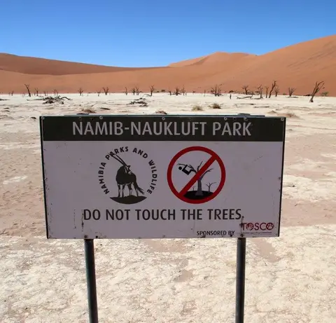 touch_trees.jpg