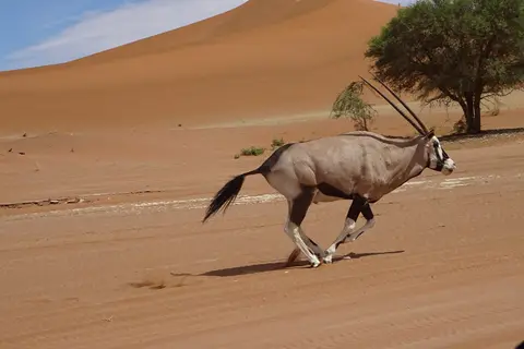 Namibia2018_1463.JPG