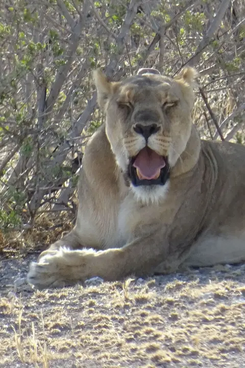 Namibia2018_1868.JPG