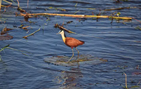 Botswana_Drotzkys_006.jpg