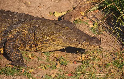 Botswana_Drotzkys_011.jpg