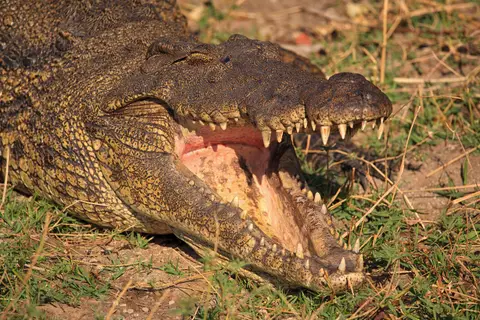 Botswana_Drotzkys_014.jpg