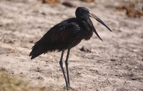 Botswana_Drotzkys_017.jpg