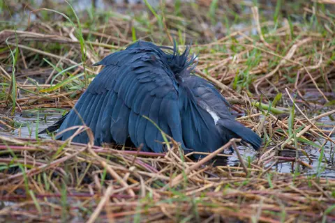 Botswana_Drotzkys_024.jpg