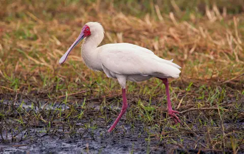 Botswana_Drotzkys_025.jpg