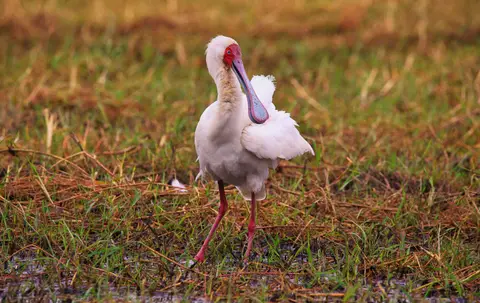 Botswana_Drotzkys_026.jpg