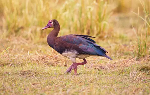 Botswana_Drotzkys_029.jpg